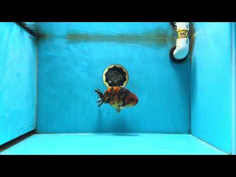 AAA Grade Tiger LionKing 5 inches #070425LC_05