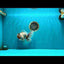 A Grade Sakura Oranda Male 6.5 inches #071726OR_32