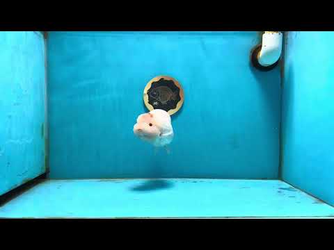 AAA Grade Red White LionKing 5 inches #121324LC_09