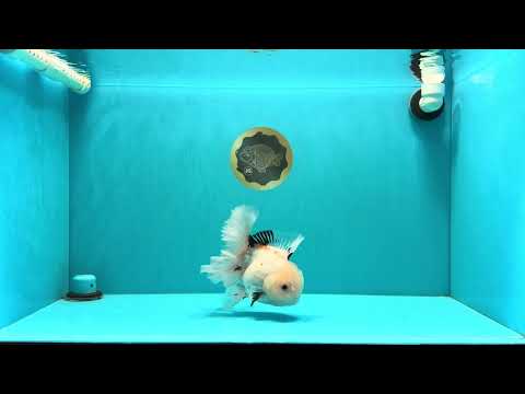 White Oranda Female 6-6.5 inches #032026OR_05