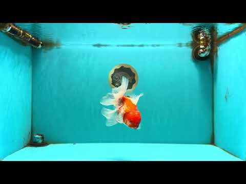A Grade Red White Oranda Male 5.5 inches #102326OR_10