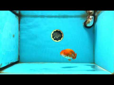 A Grade Red White LionQueen 4 inches #121225LC_09