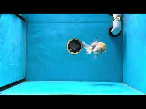 A Grade &quot;Citrus&quot; Lemonhead Oranda Male 4-4.5 inches #022125OR_13