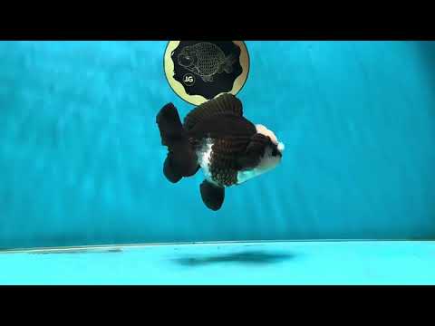 A Grade Jade Head Pompom Panda Button Eyes Yuanbao Male 4 inches #050925YB_29