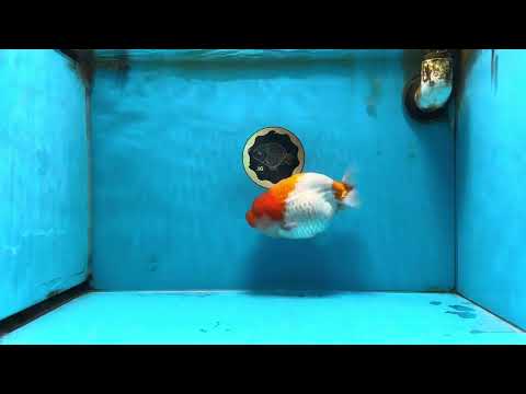 AAA Grade Red White LionQueen 5.5-6 inches #090525LC_02