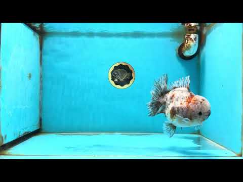 AAA Grade Calico Kirin Oranda Male 5-5.5 inches #121225OR_03