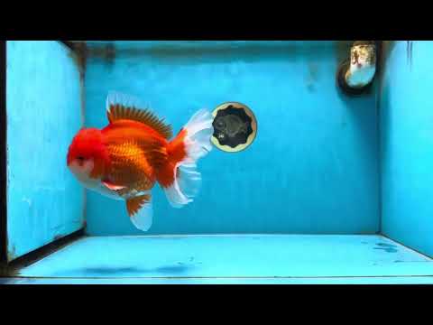 AAA Grade Godzilla Red White Oranda Male 6 inches #090525OR_10