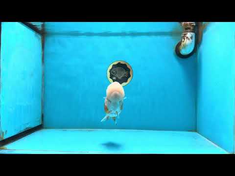 AAA Grade Kohaku Sakura LionQueen 4.5 inches #112825LC_01