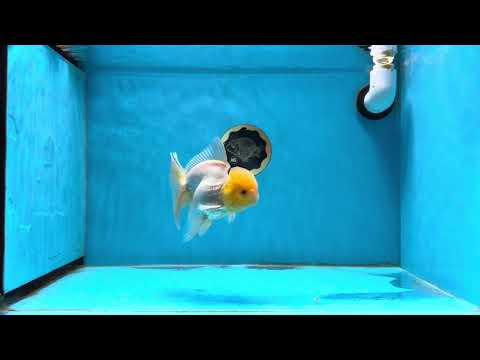 AAA Grade Lemonhead Oranda Male 4.5-5 inches #013125OR_11