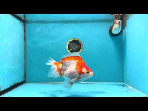 A Grade Red White Ryukin Female 5.5-6 inches #111425RK_06