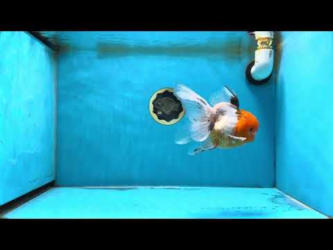 Tricolor Oranda Female 5-5.5 inches #070425OR_20