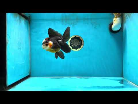 A Grade Cute Tricolor Button Eyes Oranda Female 4.5 inches #041825OR_14