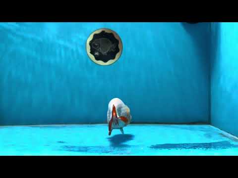 Adorable Lemonhead Lionchu 3.5-4 inches #013125LC_04