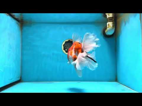 AAA Grade Young Godzilla Sakura Oranda Male 6-6.5 inches #081525OR_08