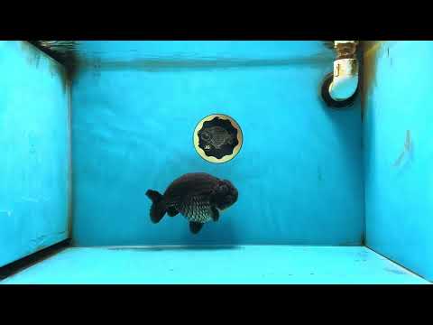 A Grade Black LionKing 5-5.5 inches #080825LC_24