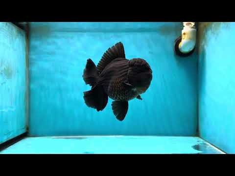 AAA Grade Godzilla Black Oranda Male 5-5.5 inches #051625OR_18