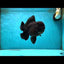 AAA Grade Godzilla Black Oranda Male 5-5.5 inches #051625OR_18