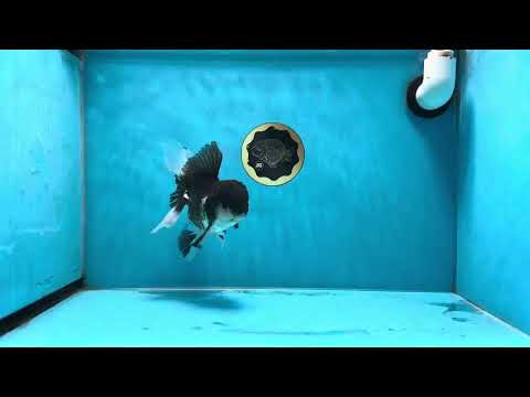 A Grade &quot;Elvis Presley&quot; Panda Oranda Male 5.5 inches #021425OR_16