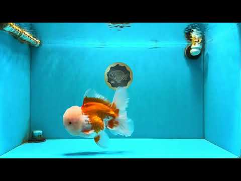 FLUFFY WEN AAA Grade Jade Head Red White Oranda Male 7.5 inches #073126OR_07