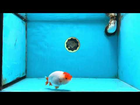 FLUFFY AAA Grade Red Head LionQueen 4-4.5 inches #102425LC_10