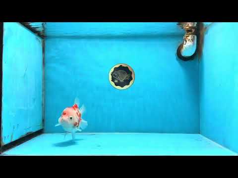 A Grade Sakura Yuanbao Female 4 inches #103125YB_06