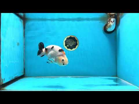 Cow Chinese Ranchu Male 5-5.5 inches #120525RC_04