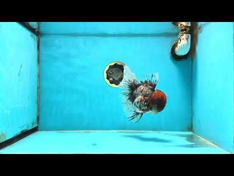 THICK BODY AAA Grade Calico Kirin Oranda Male 5.5 inches #102425OR_20