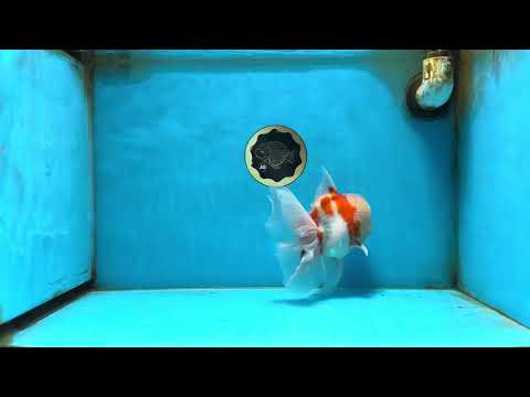 AAA Grade Sakura Oranda Male 6 inches #082225OR_10