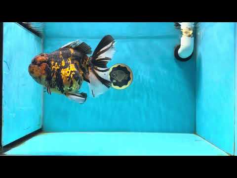 AAA Grade Super Tiger Oranda Female 7 inches #022825OR_01