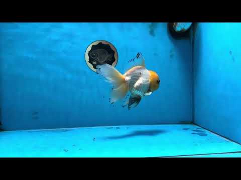 A Grade Lemonhead Oranda Male 5-5.5 inches #090525OR_13