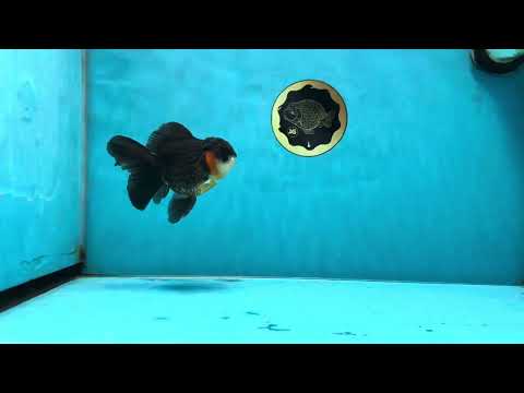 A Grade Tricolor Oranda Male 4.5 inches #053025OR_18