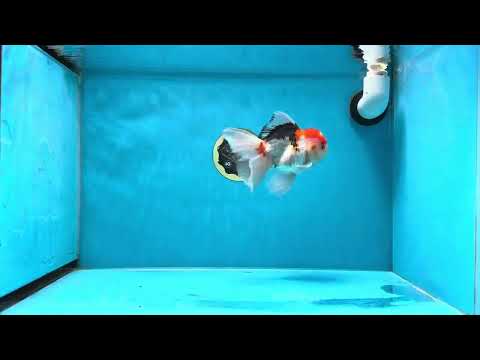 A Grade Tricolor Gem Oranda Male 5-5.5 inches #020725OR_29