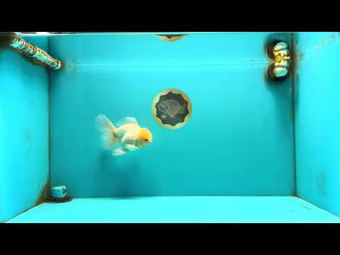 AAA Grade White Oranda Male 5.5 inches #072426OR_13