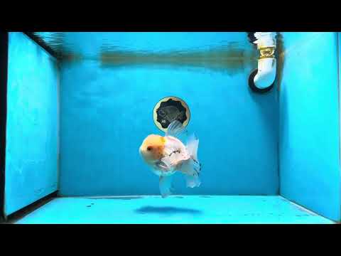 A Grade White Oranda Male 5-5.5 inches #071125OR_12