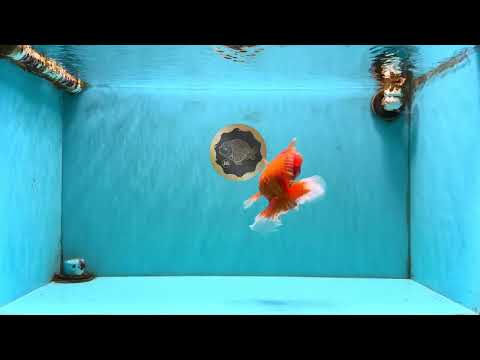 AAA Grade Red White Oranda Male 5.5 inches #080726OR_10