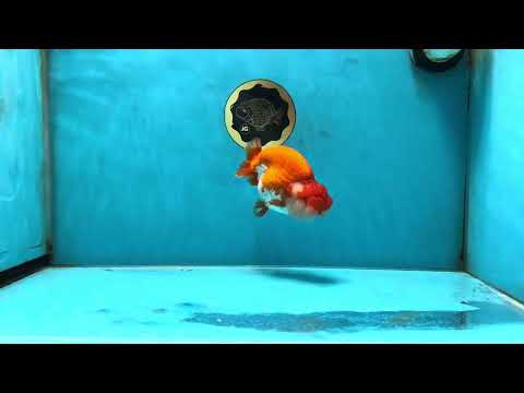 TOP AAA Grade Red White LionQueen 4.5 inches #051625LC_38