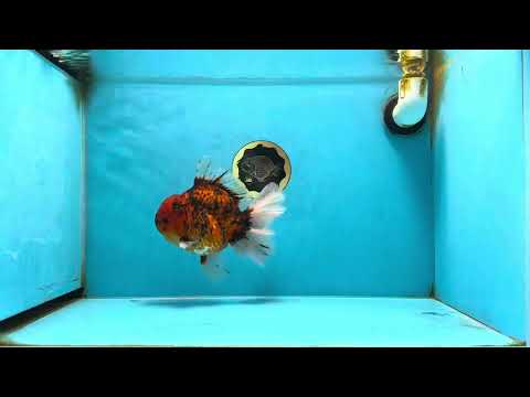 AAA Grade Young Godzilla Tiger Oranda Male 6 inches #080125OR_11