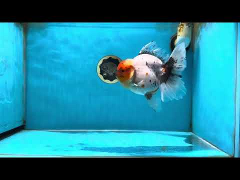 AAA Grade Calico Oranda Male 5-5.5 inches #050925OR_48