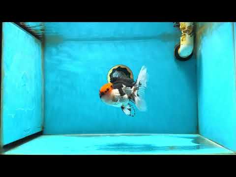 A Grade Tricolor Oranda Male 5.5 inches #050925OR_44