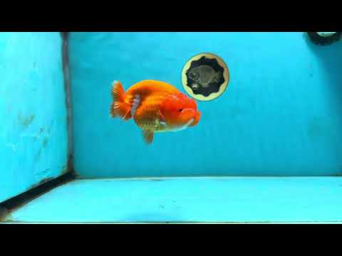 AAA Grade Young Red White LionQueen 4 inches #101025LC_04