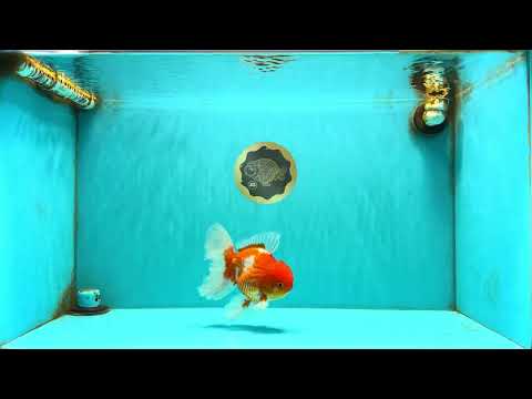 AAA Grade Red White Oranda Male 5.5 inches #072426OR_12