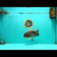 A Grade Blue Ranchu Male 6.5-7 inches #101626RC_24
