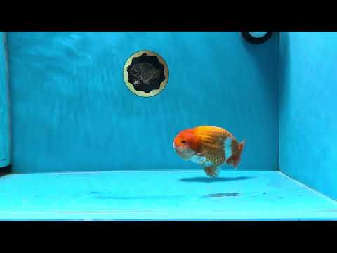 A Grade Mac N&#39; Cheese Red White LionKing 4.5 inches #020725LC_14