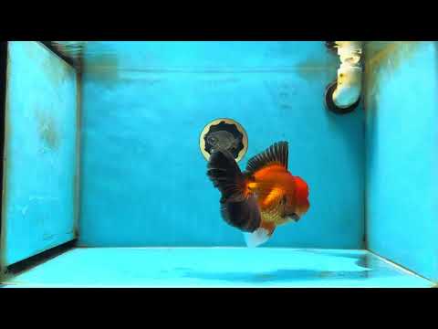 AAA Grade Godzilla Apache Oranda Male 5.5 inches #052325OR_01