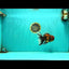 Tiger Oranda Male 6.5 inches #081426OR_02