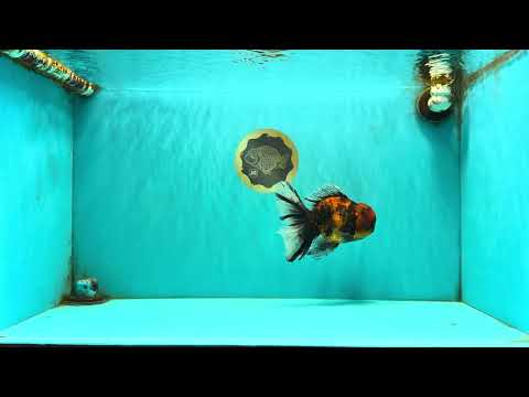 Tiger Oranda Male 6.5 inches #081426OR_02