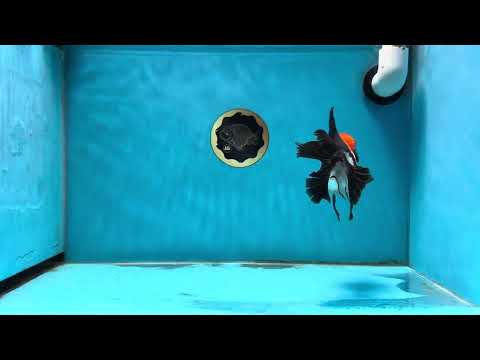 A Grade Tricolor Oranda Male 4.5-5 inches #013125OR_22