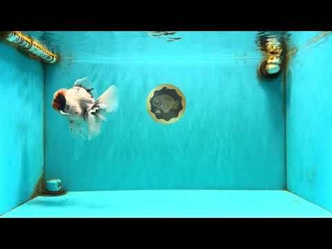 A Grade Two Face Marble Oranda Male 6-6.5 inches #072426OR_11