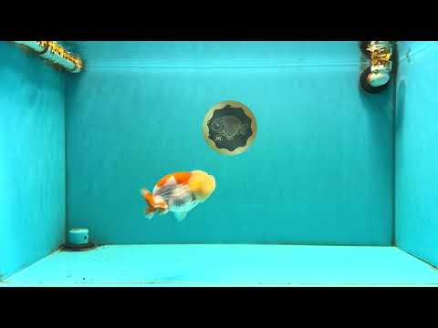 SUPER CUTE A Grade Red White LionQueen Female 4-4.5 inches #042426LC_16