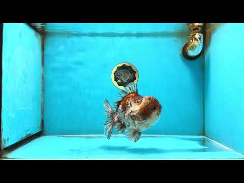 A Grade Kirin Oranda Male 5.5 inches #121925OR_13